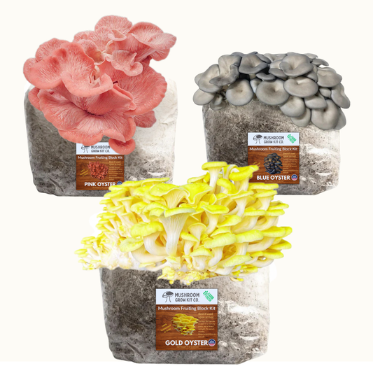 3 Pack - Premium Gold, Pink, and Blue Oyster Mushroom Fruiting Block Grow Kits - 15 LBS