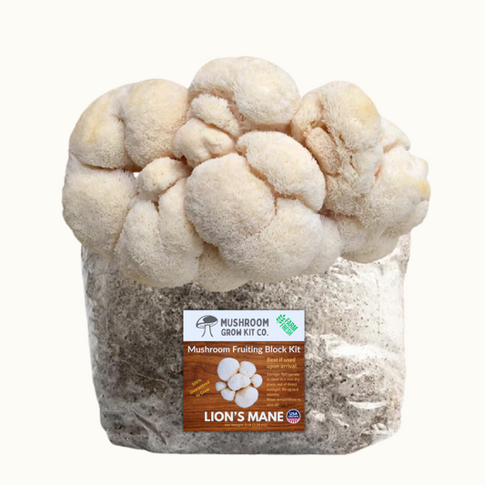 Premium Lion's Mane Mushroom Fruiting Block Grow Kit - 5 LBS