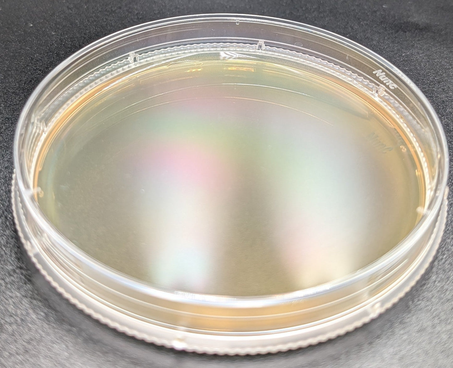 Classic Series - Prepared Agar Plates